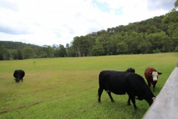 Pepper Tree - The friendly Cows 