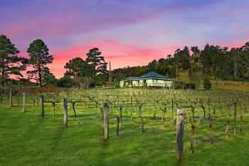 View with Vineyard